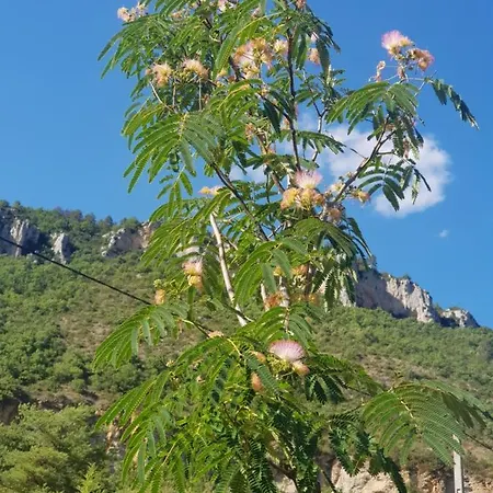 Le Mas Albizia 펜션 *